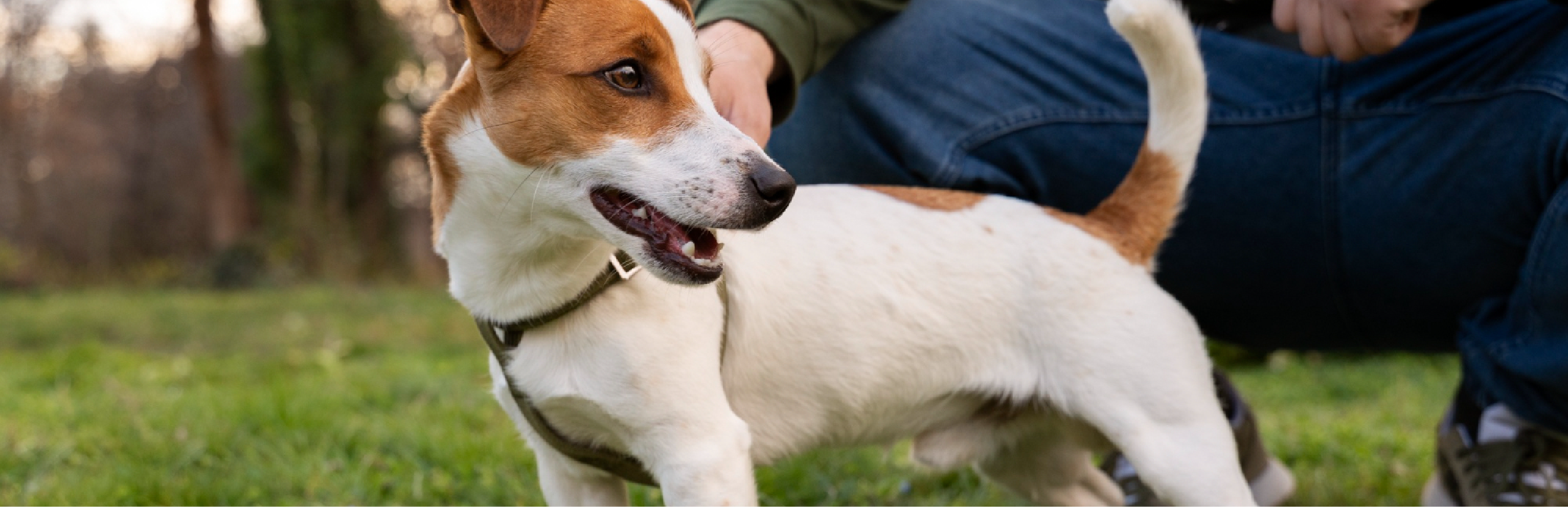 Cómo detectar el dolor articular en perros y gatos